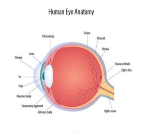 Anatomy of Eye: Parts and Detailed Explanation of Terms